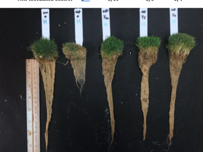 Five turfgrass root plugs with ruler; labels: Non-Inoculated Control, 0", 1/10", 1/8", 1/4"