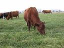 Brown cow grazing in a grassy pasture with several cows in the background