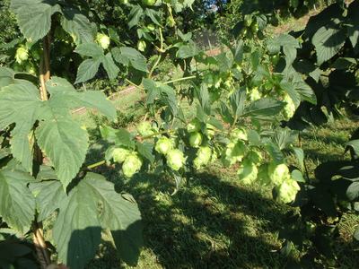 Hops vine with clusters of green hop cones hanging among large leaves in a garden