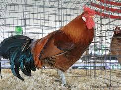 Rooster with red comb and iridescent tail standing in a wire cage