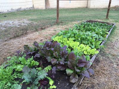 Cool Season Veggies