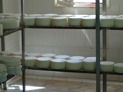 Rounds of cheese maturing on metal shelving in a tiled aging room