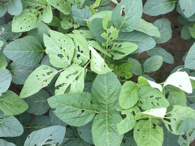 Green broadleaf plants with numerous insect-chewed holes