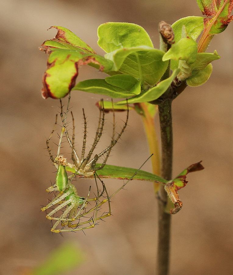 green lynx spider on buttonbush.