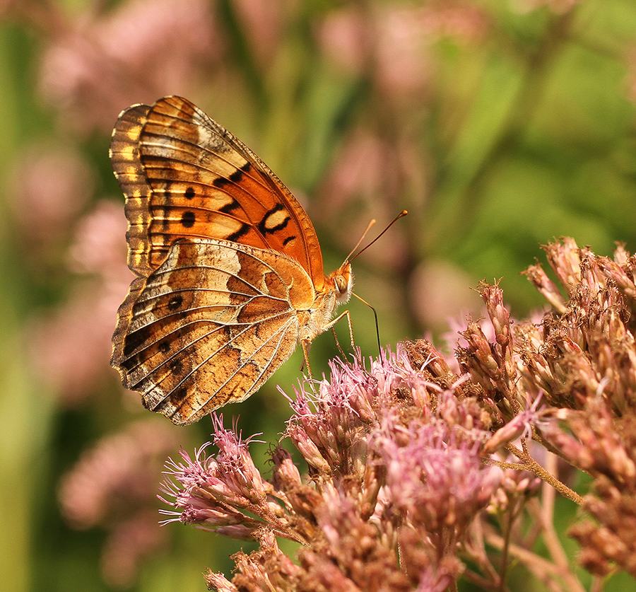 Variegated fritillary on joe-pye weed.