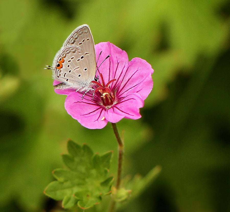 Eastern tailed-blue on perennial geranium 'Dilys'. 