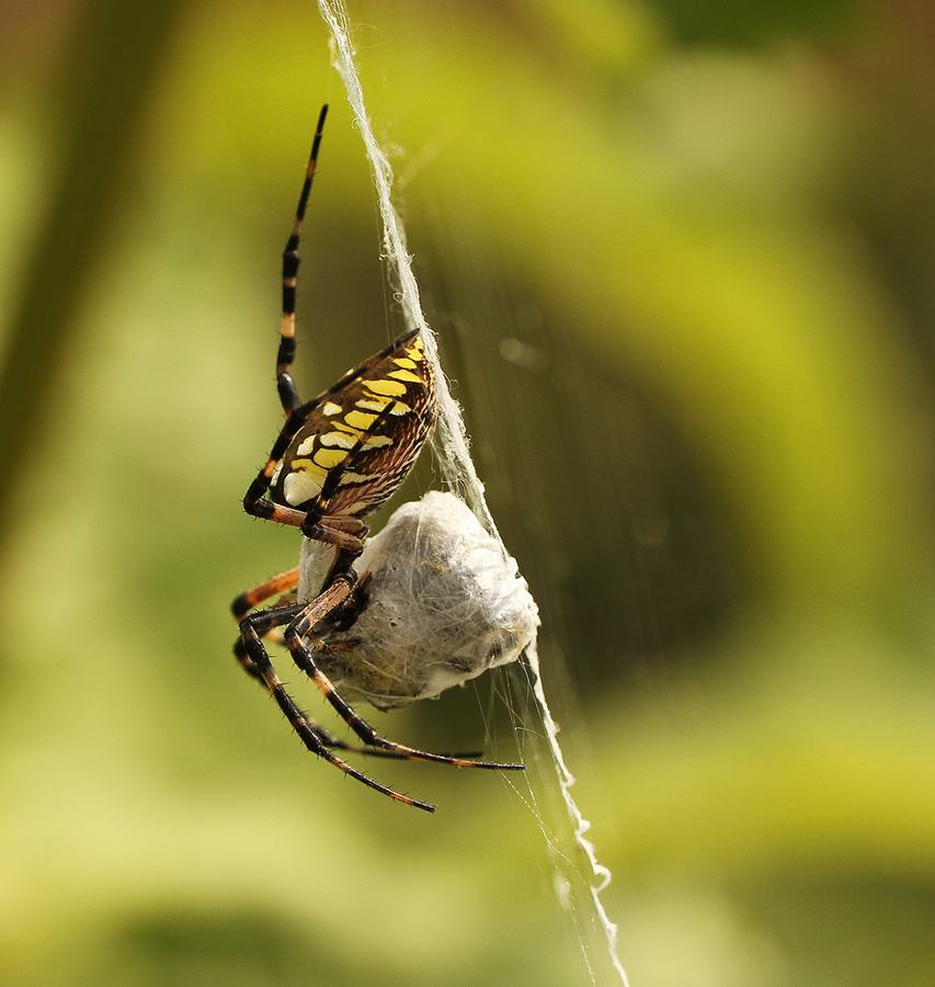 Writing spider (Argiope aurantia) wraps its prey in silk. 