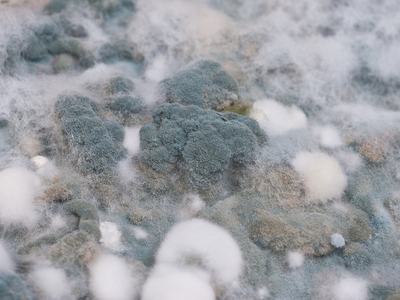 Close-up of green-blue and white fuzzy mold colonies growing on a surface