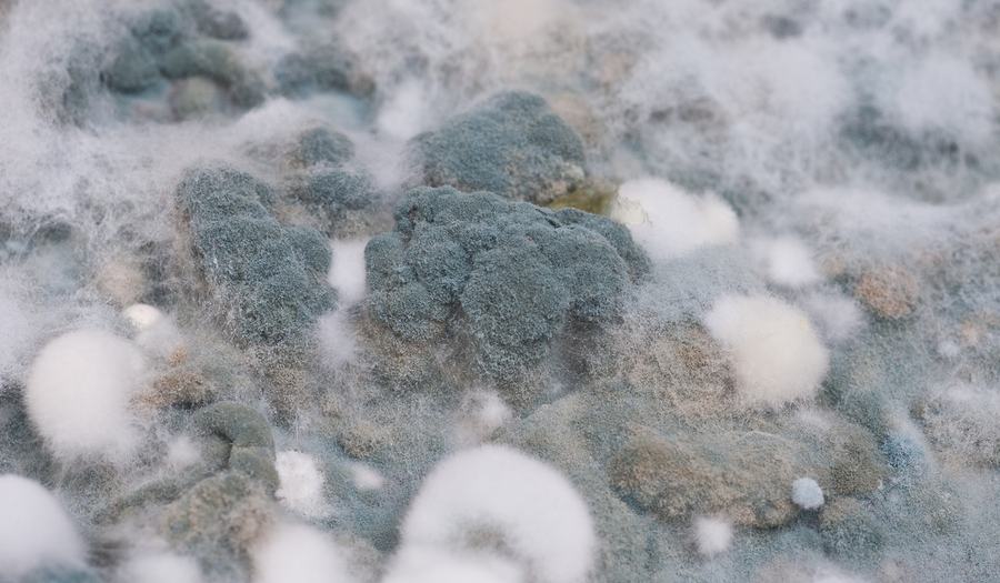 Mold Usage Mold Clean Up - Healthy Homes | NC State Extension