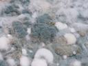 Close-up of green-blue and white fuzzy mold colonies growing on a surface