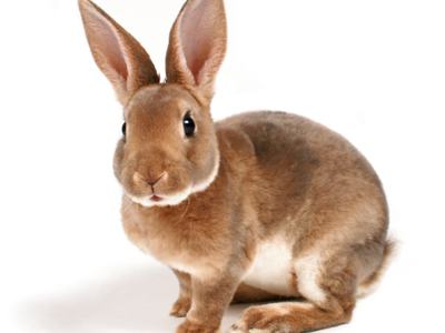 Brown rabbit sitting and facing camera on a white background.
