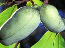 pawpaw fruit