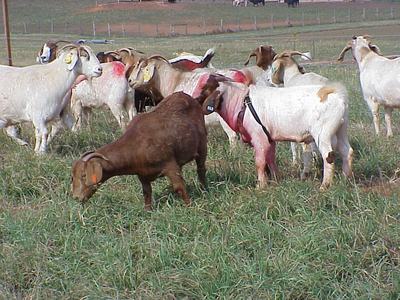 Brown and white goats grazing in a fenced grassy field, several with red spray marks and ear tags.