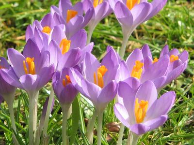 Crocus