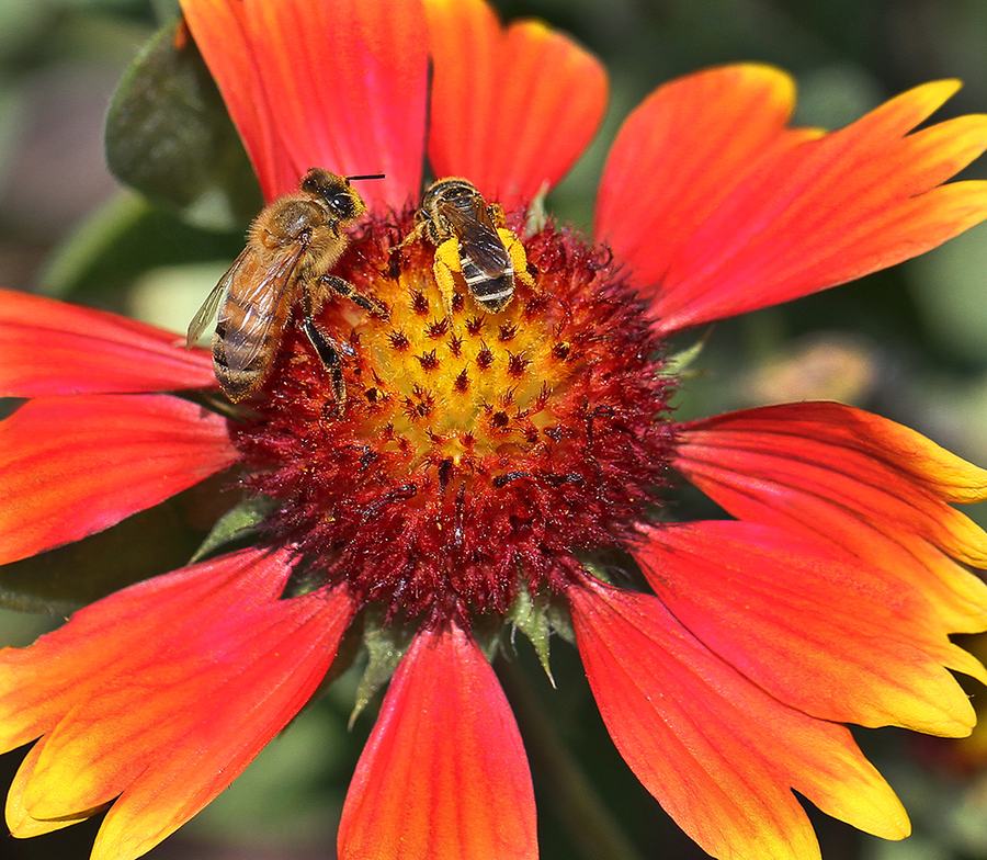 A honey bee and a sweat bee on lanceleaf blankeflower.
