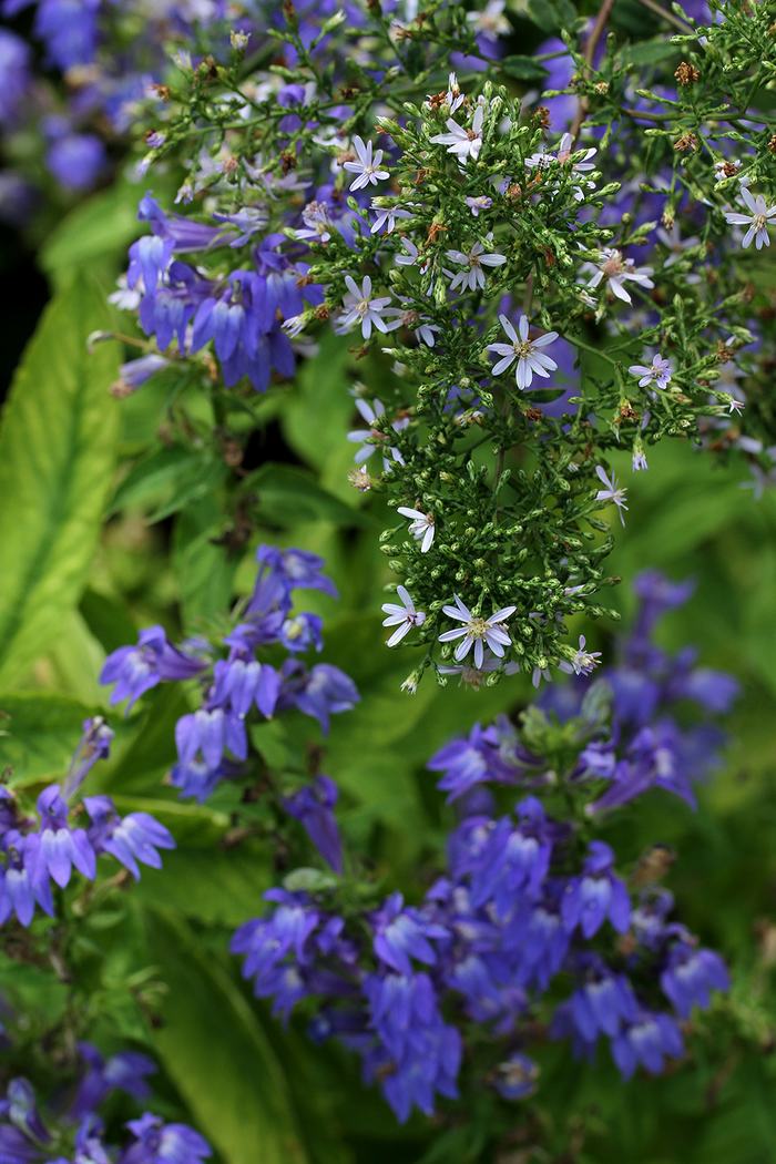Delicate blue wood aster and great blue lobelia