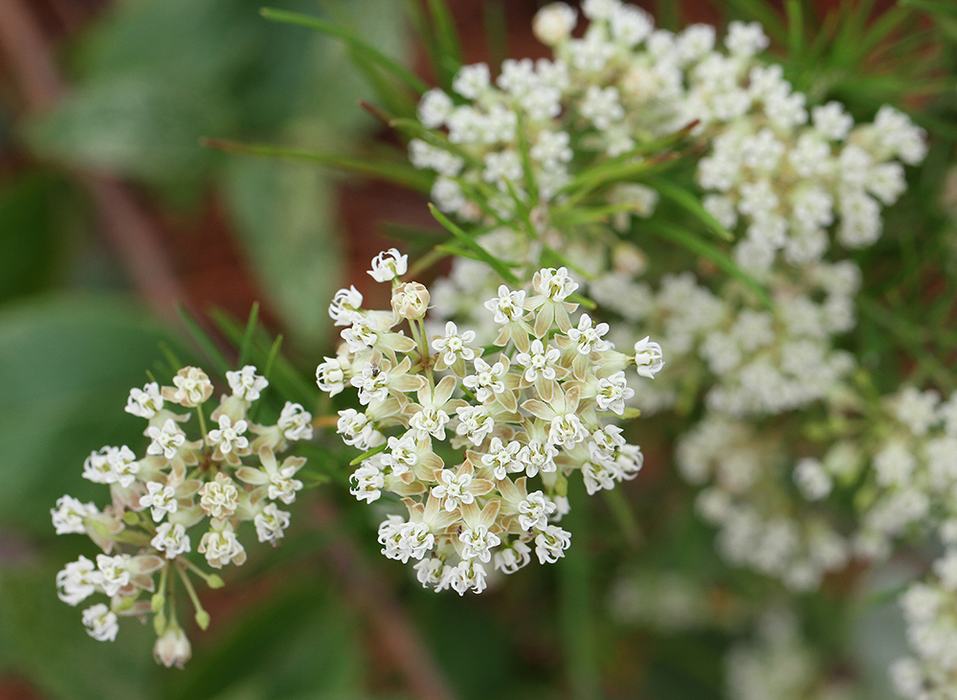 whorled milkweed