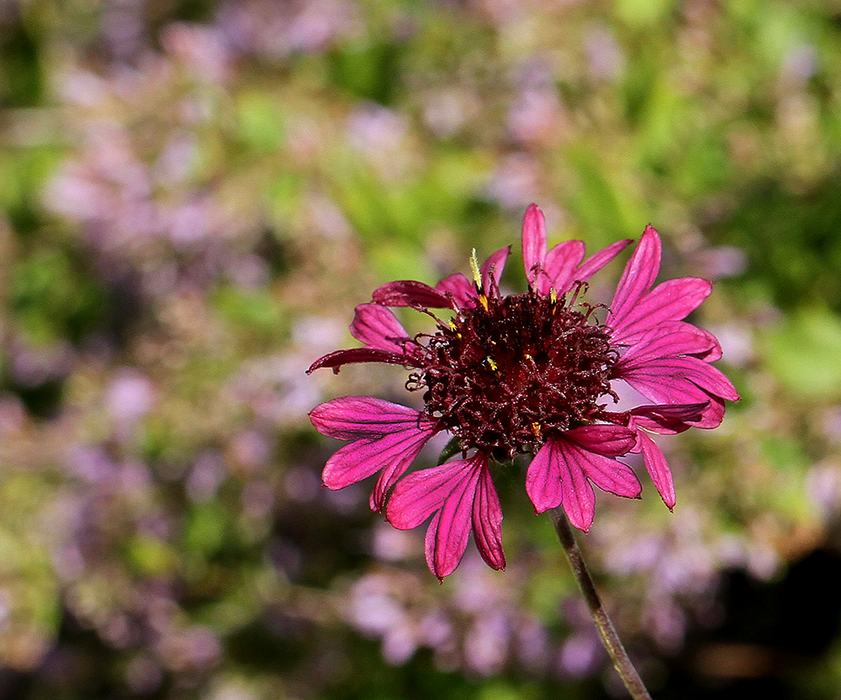 Lanceleaf blanketflower backed by wild oregano.
