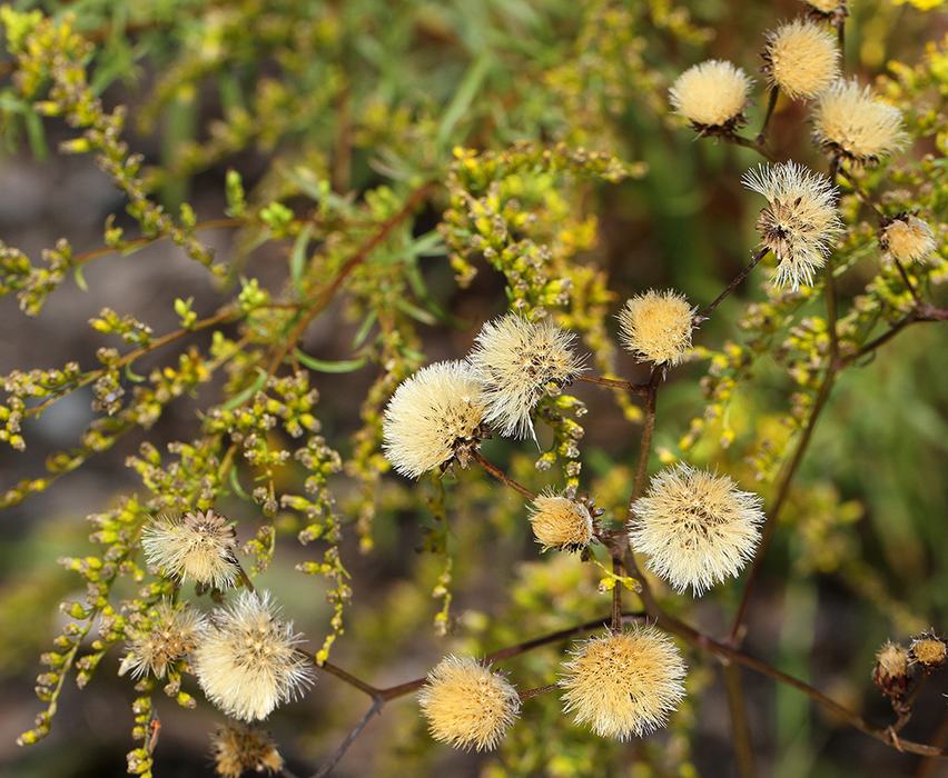 stemless ironweed paired with small's goldenrod