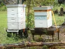 Two wooden beehives on stands in a yard; right hive labeled "Quiet House Bees at work"