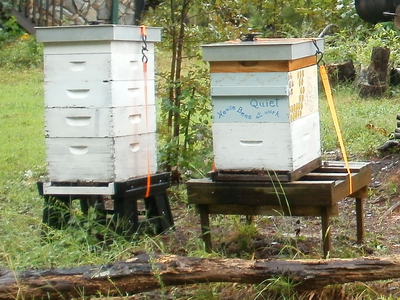 Two wooden beehives on stands in a yard; right hive labeled "Quiet House Bees at work"