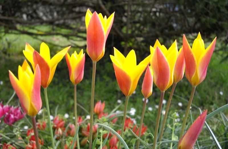 Lady tulip flowers