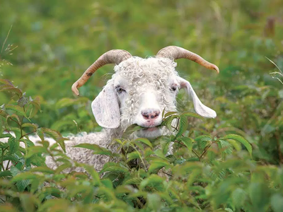 Goat feeding on small bushes as means to manage unwanted vegetation