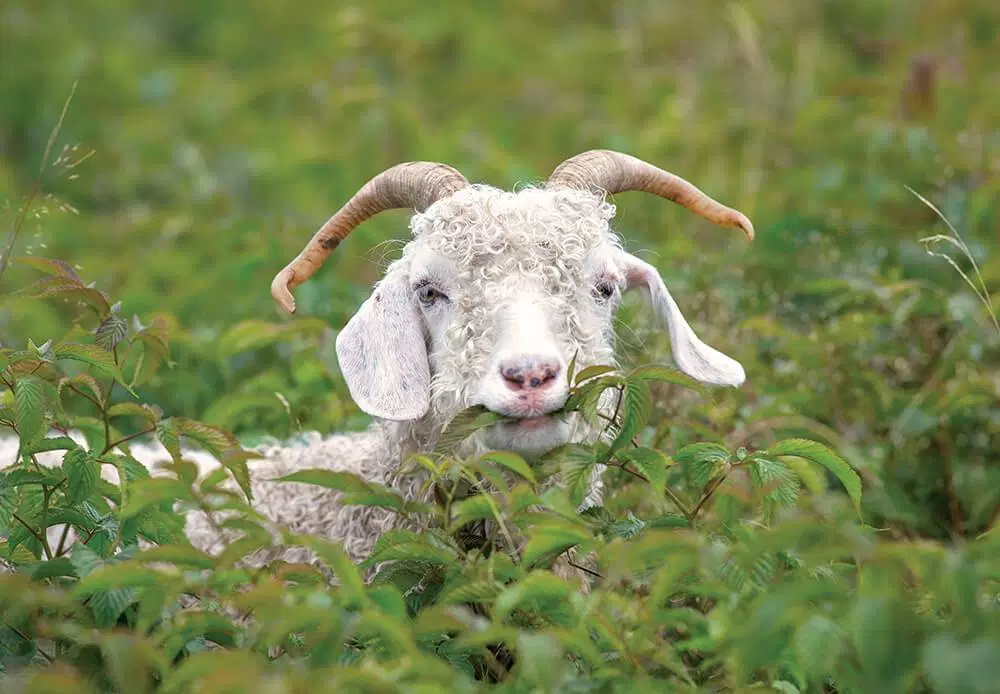 Goat feeding on small bushes as means to manage unwanted vegetation