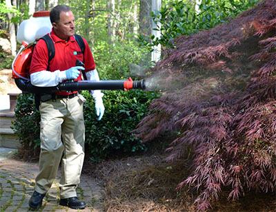 Treating shrubs that are resting sites for mosquitoes.