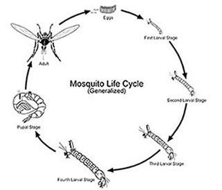 Diagram of mosquito life cycle