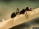 Black ant walking along a pale twig; small label "UGA1148020" in lower corner.