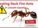 Fire ant close-up; text "Beating Back Fire Ants in Lincoln County" and "NC STATE EXTENSION"