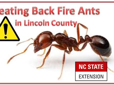 Fire ant close-up; text "Beating Back Fire Ants in Lincoln County" and "NC STATE EXTENSION"