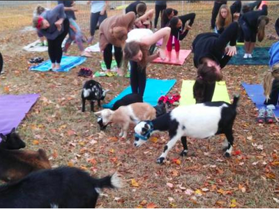 Group practicing outdoor yoga on mats with goats walking among participants