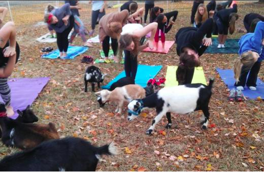 Group practicing outdoor yoga on mats with goats walking among participants