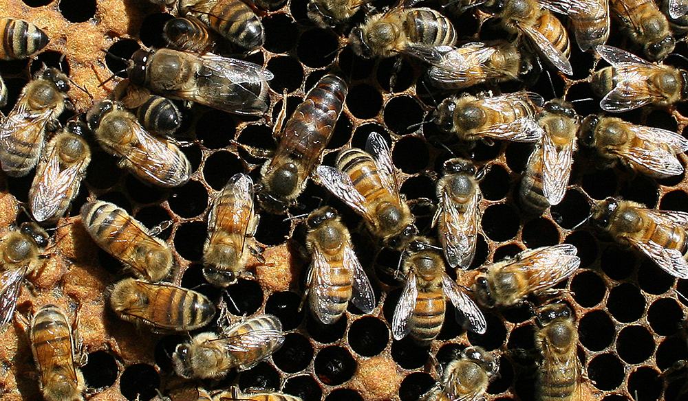 Beekeeping - Growing Small Farms | NC State Extension