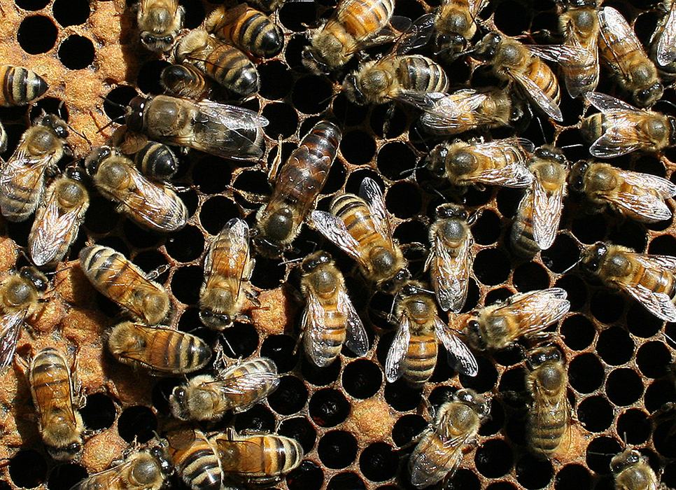 Queen honey bee with workers.