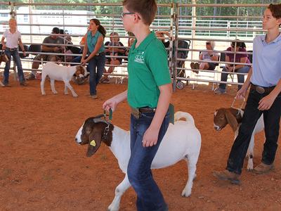 Children leading goats on leashes in a fenced dirt show ring
