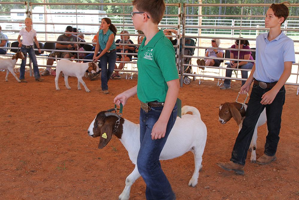 youth showing goats