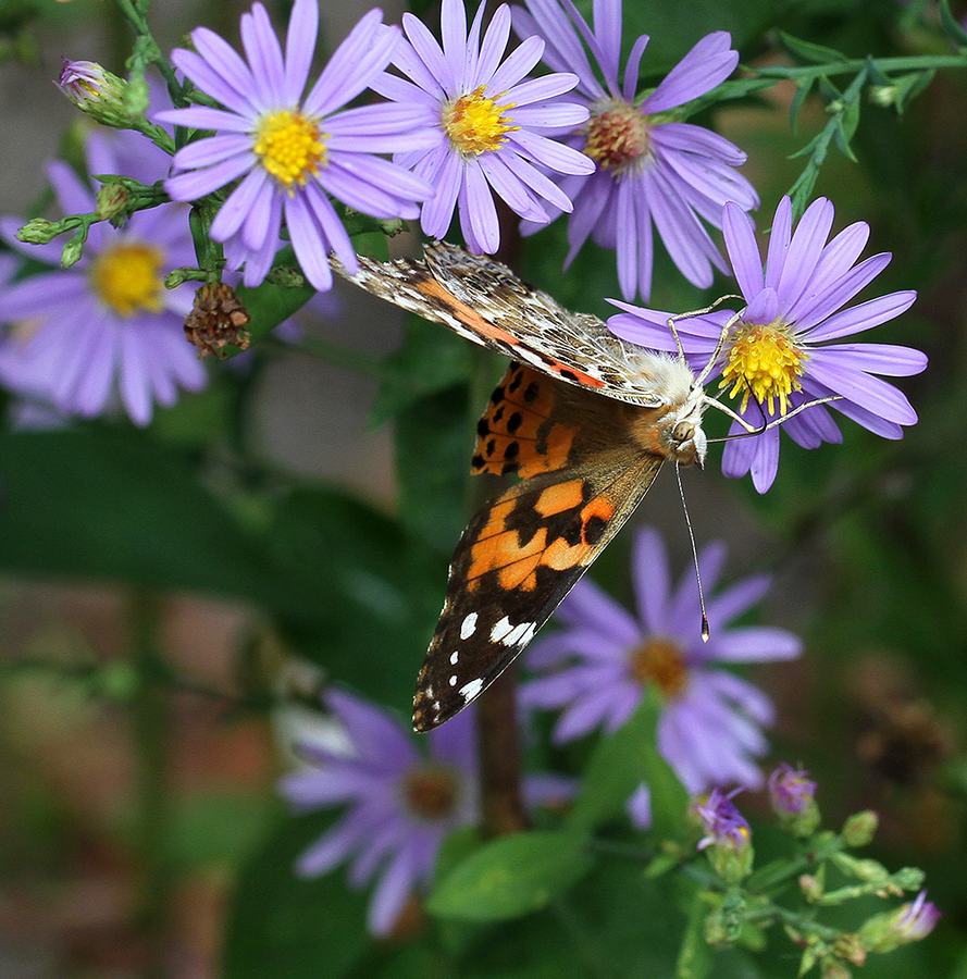 painted ladies on aster