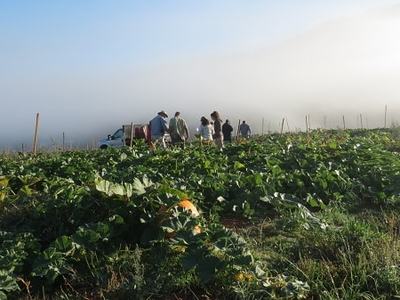 Group of people by pickup truck at edge of a foggy field with large squash plants