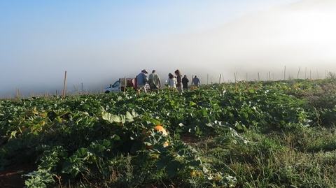 Group of people by pickup truck at edge of a foggy field with large squash plants