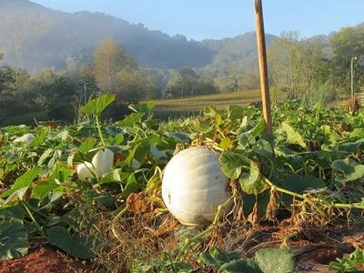 White pumpkin in vine patch on red soil with distant tree-covered hills