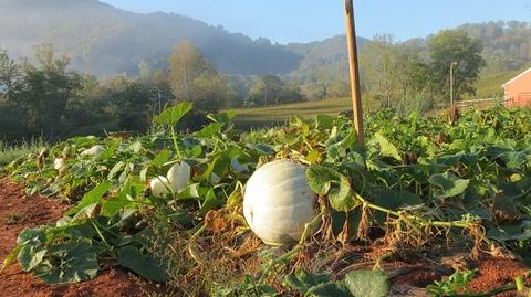 White pumpkin in vine patch on red soil with distant tree-covered hills