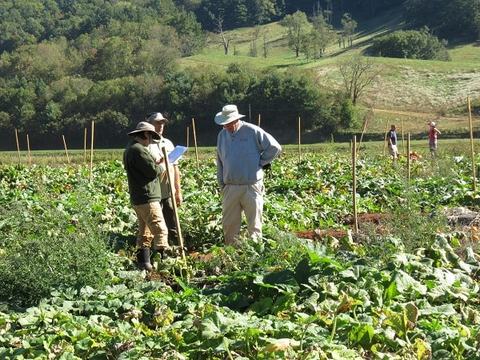 Three people standing in a crop field inspecting plants with wooden stakes