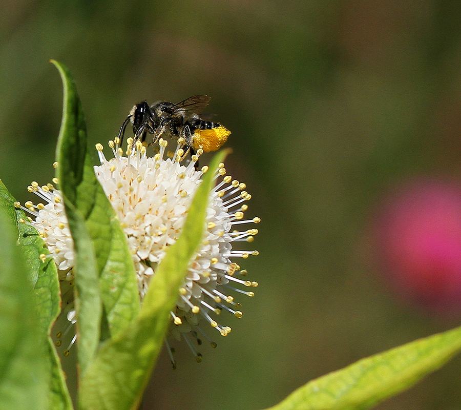 leafcutter bee on buttonbush