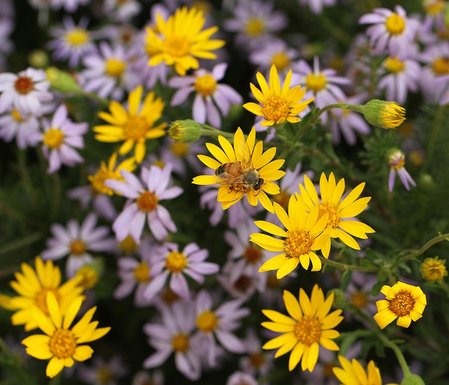 Honey bee on Maryland golden aster with stiffleaf aster
