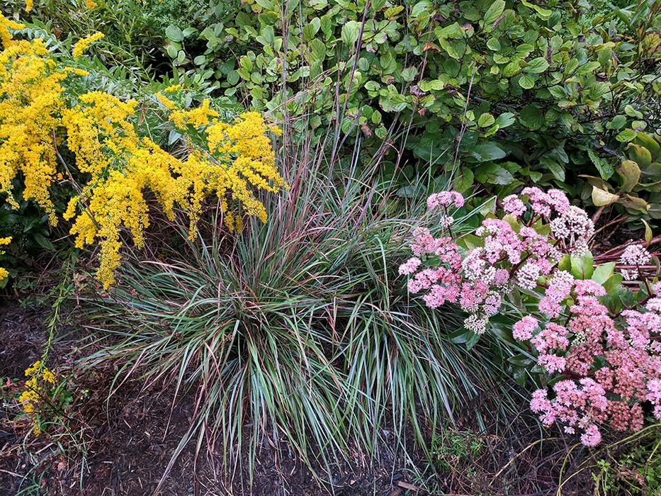 Goldenrod, little bluestem, and sedum.