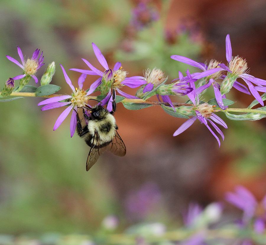 Bumble bee on eastern silvery aster