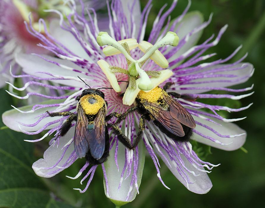 Carpenter bees on native purple passionflower vine.